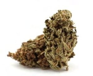 Buy MANGO KUSH – cannabis buds