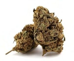 Buy HAWAIIAN SKUNK WEED STRAIN