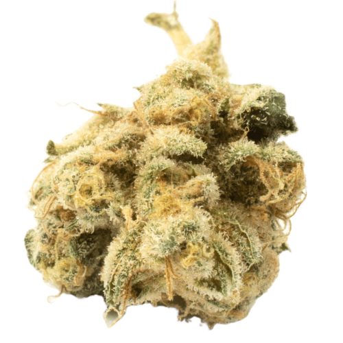 Zurcules Weed Strain